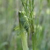 Tettigonia veridissima. Bois de la Courie. Véronique côme